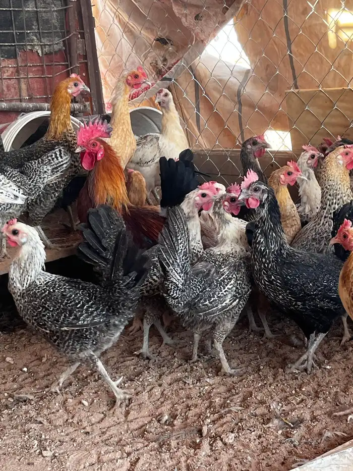 دجاج 3