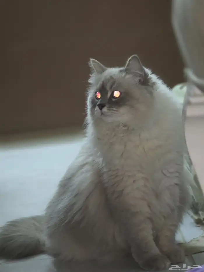 Fluffy Persian Cat for Sale   Healthy   Playful 2