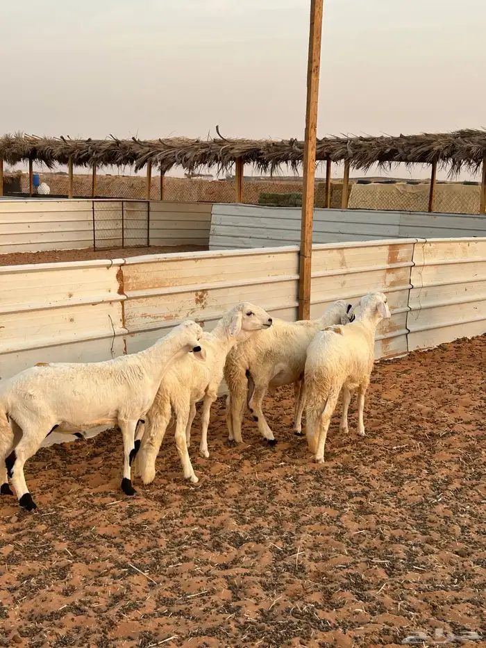 خرفان سواكن 0