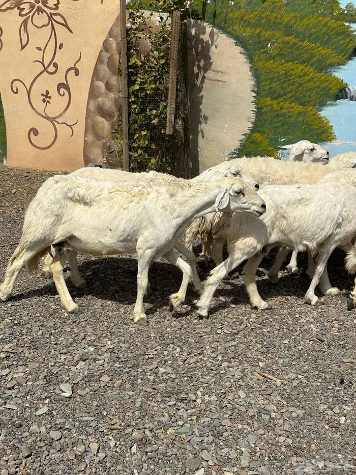 ضأن حريات دفيع وضريع باين 6