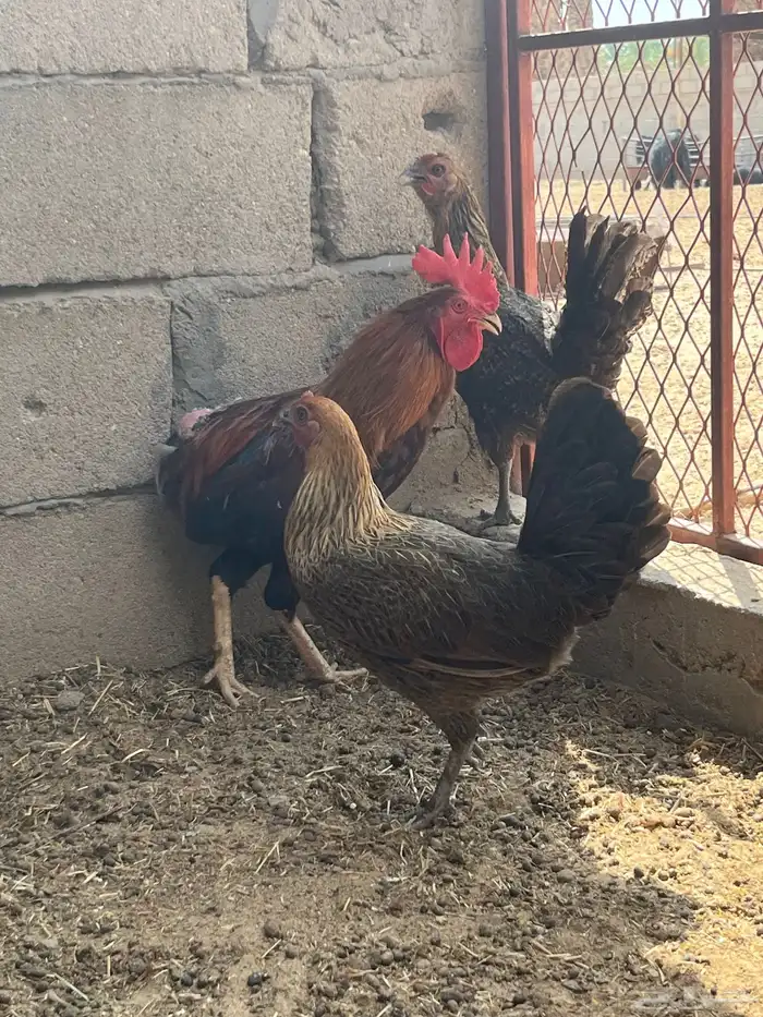 تم البيع 8