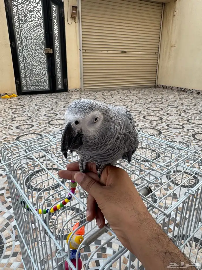 كاسكو اليف طفرة 4