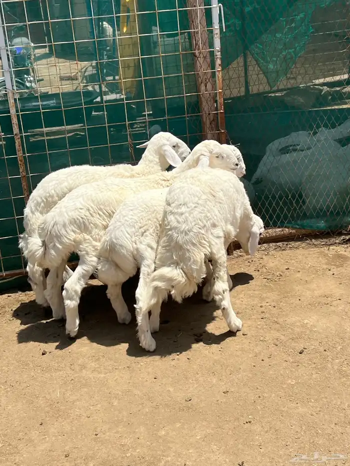 بهم 2
