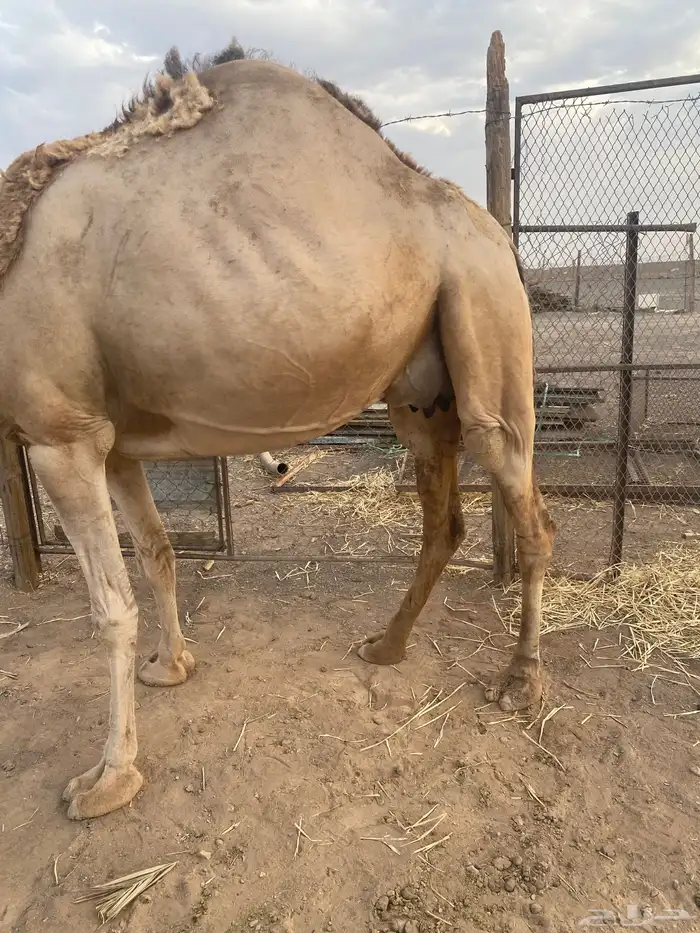 ناقه طيبه خفوت للبيع 3
