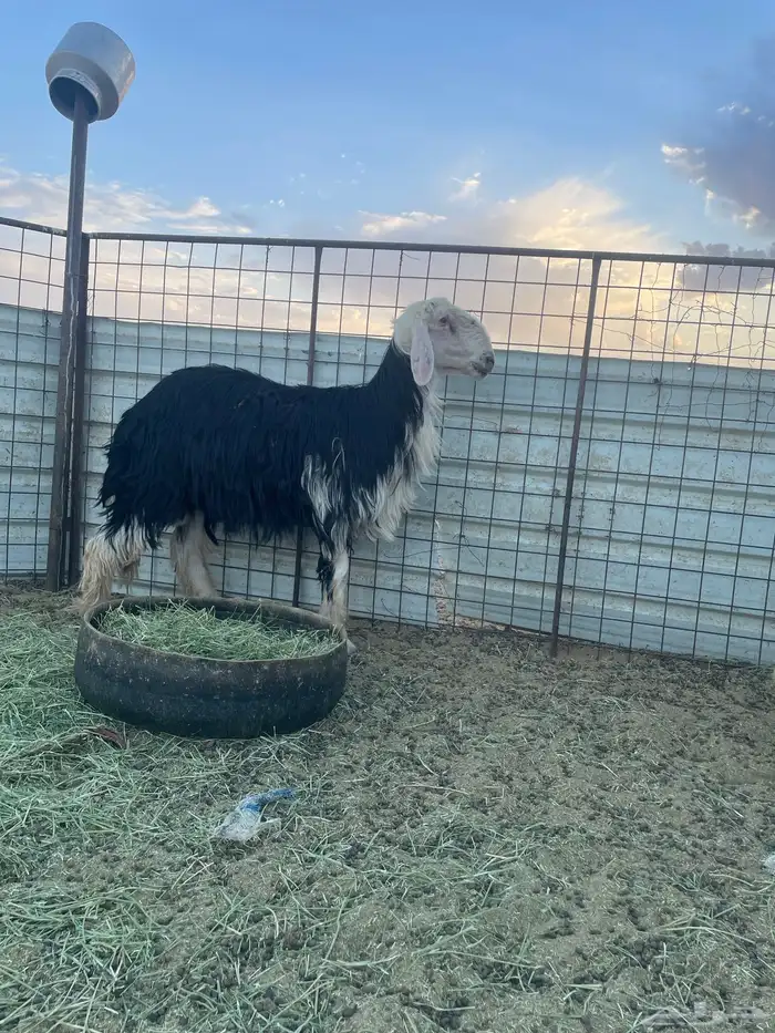 خروف نجدي 2