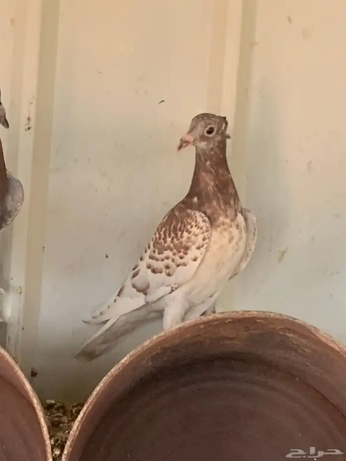 زاجل مميز للبيع ( طبات ) 2