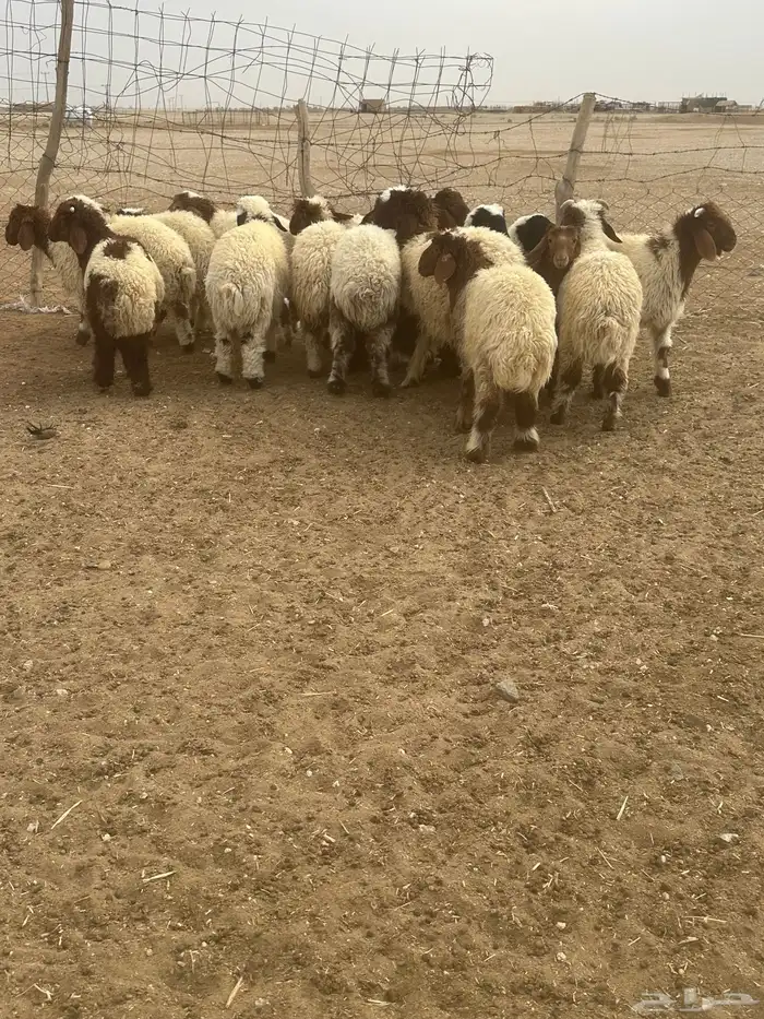 خروفان ورخال نعيم 3