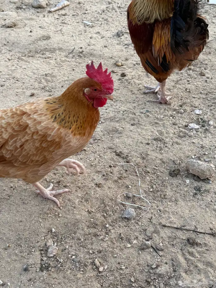 دجاج فرنسي اصل 4