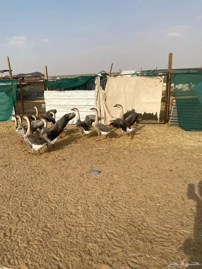وز عراقي 3