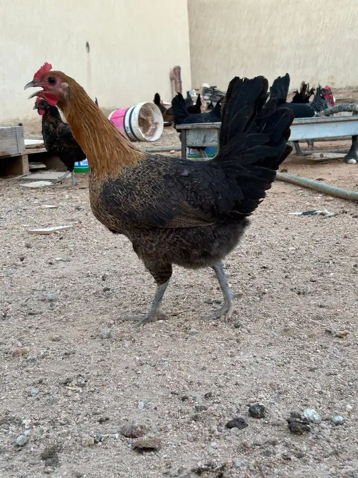 دجاج بياض 1