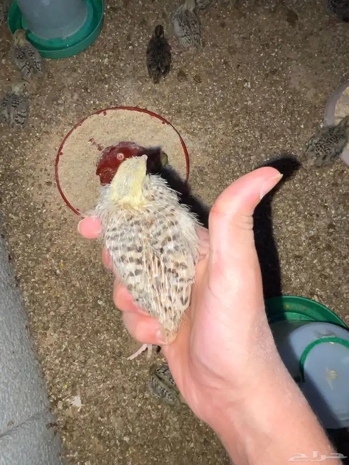 صوص سمان 2