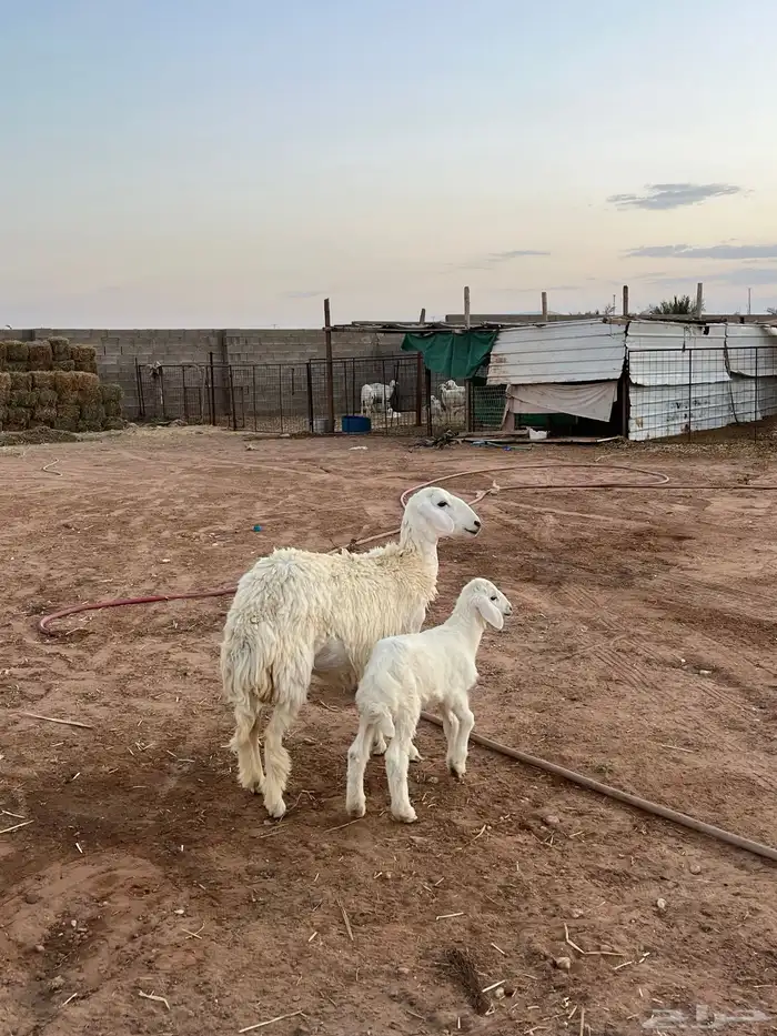 للبيع جذعه والد 1