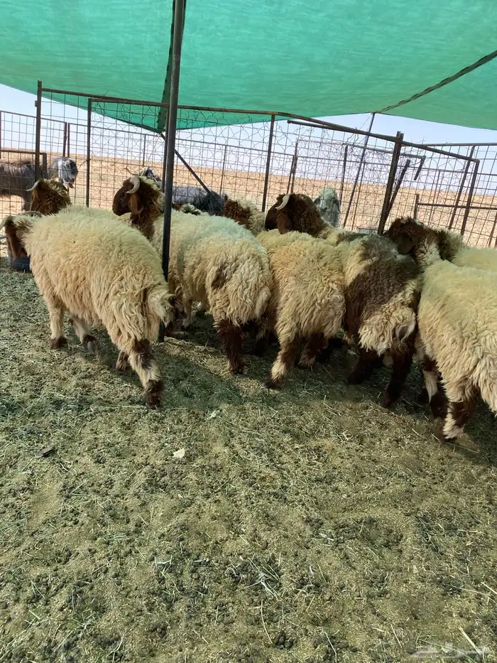 بهم نعيم جبر جذعان مراح واحد 4