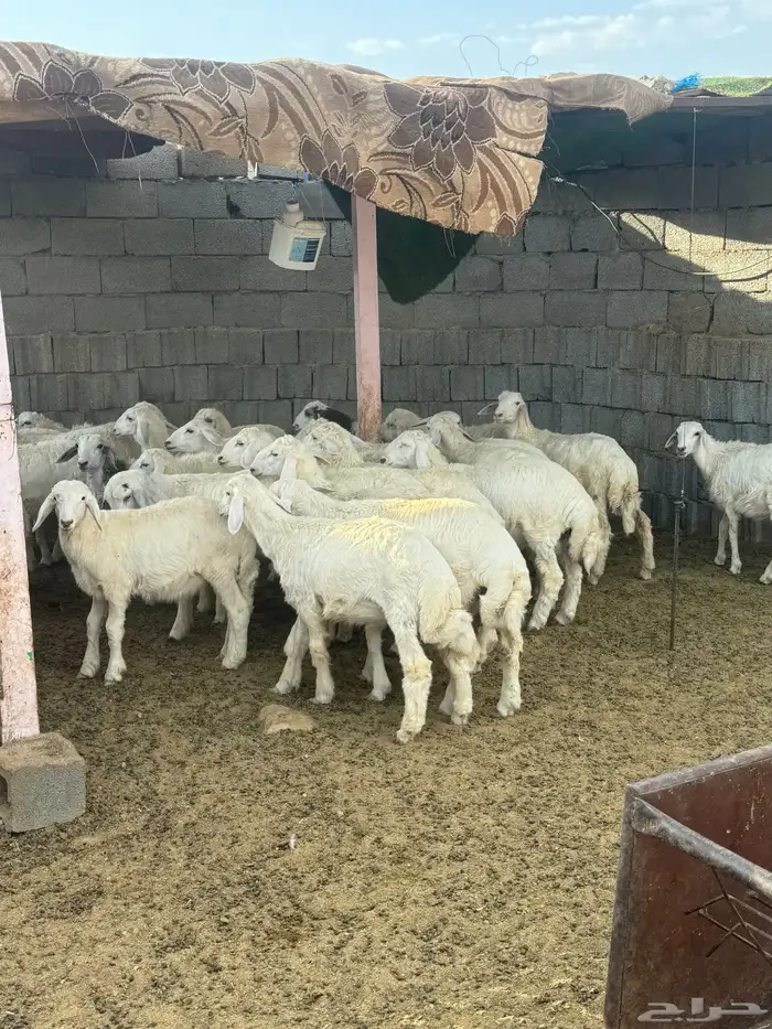 طليان 0