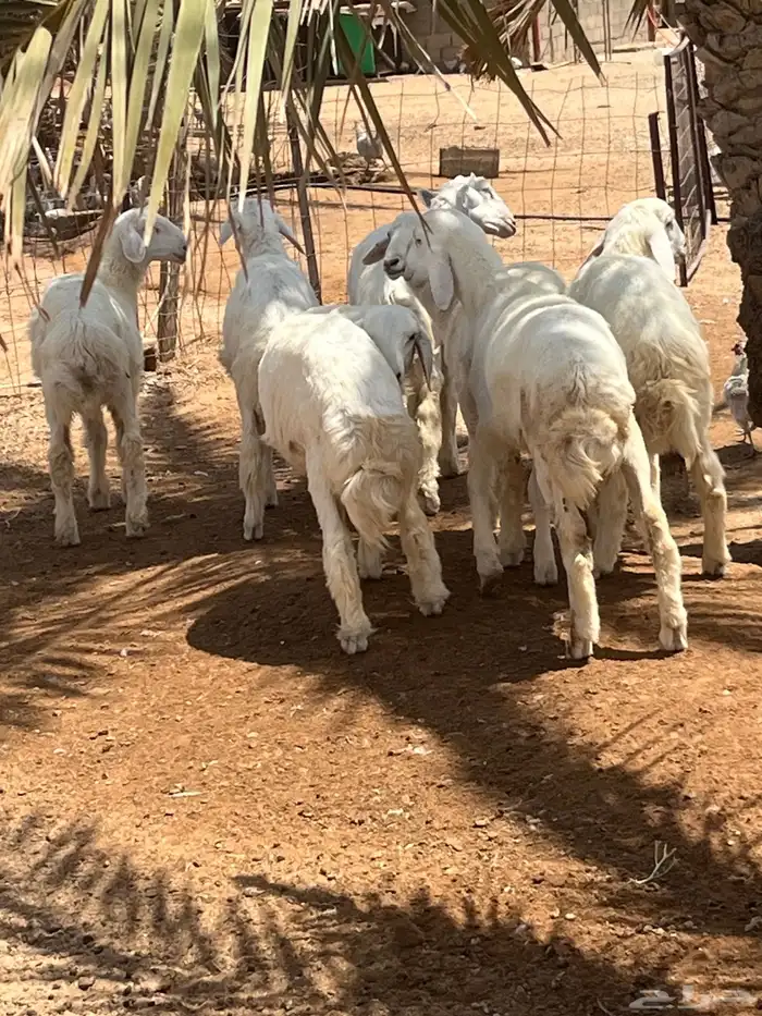 طليان حريات 1