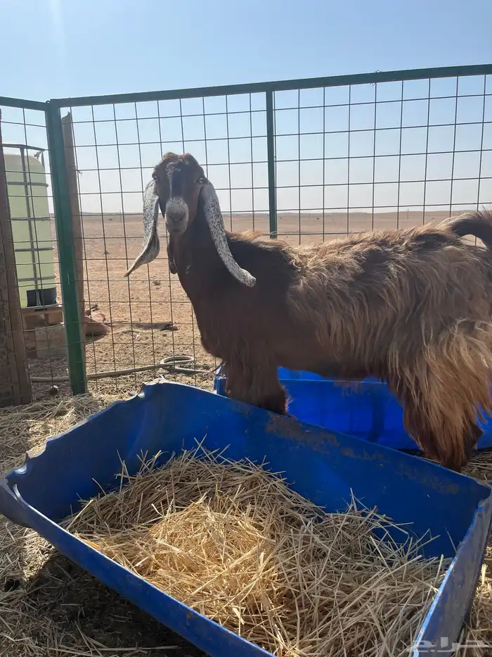 جفرات حيل فاخرات 0
