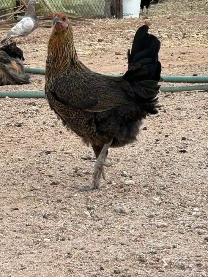دجاج بياض 7