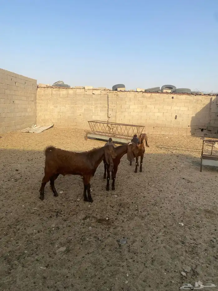 صخال جفرتين مصريات و تيس 1