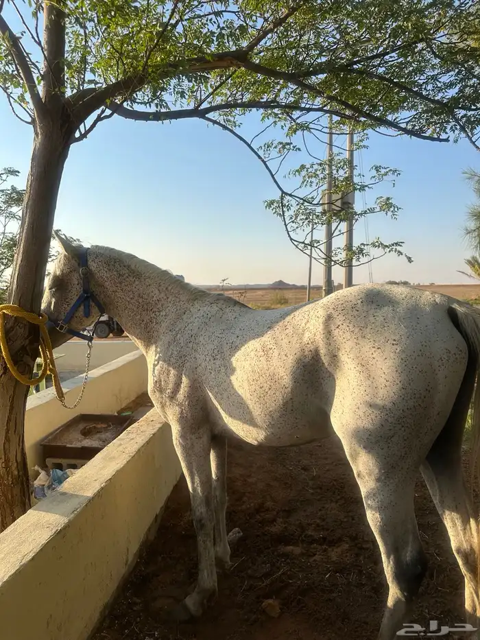 حصان خيل 0