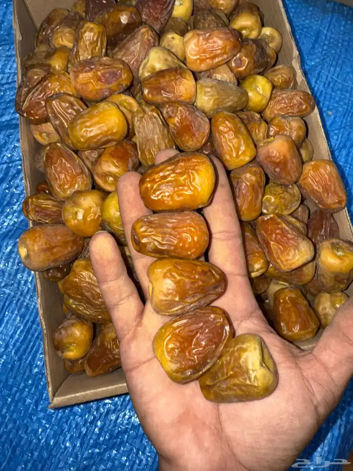 تمر سكري ملكي خراف اليوم 0