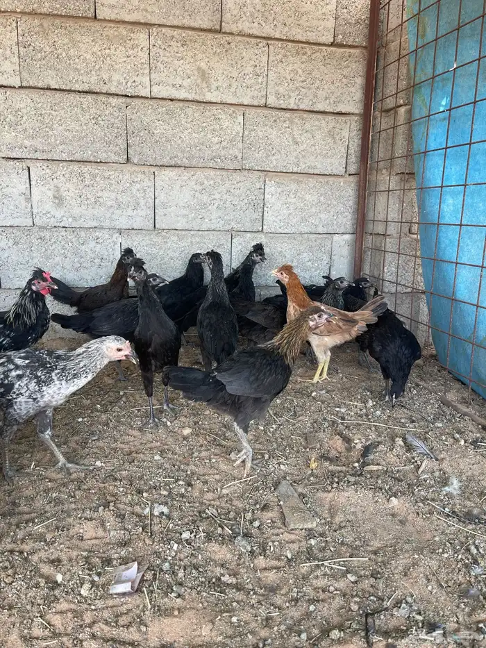 دجاج بشاير وديوك للبيع 3