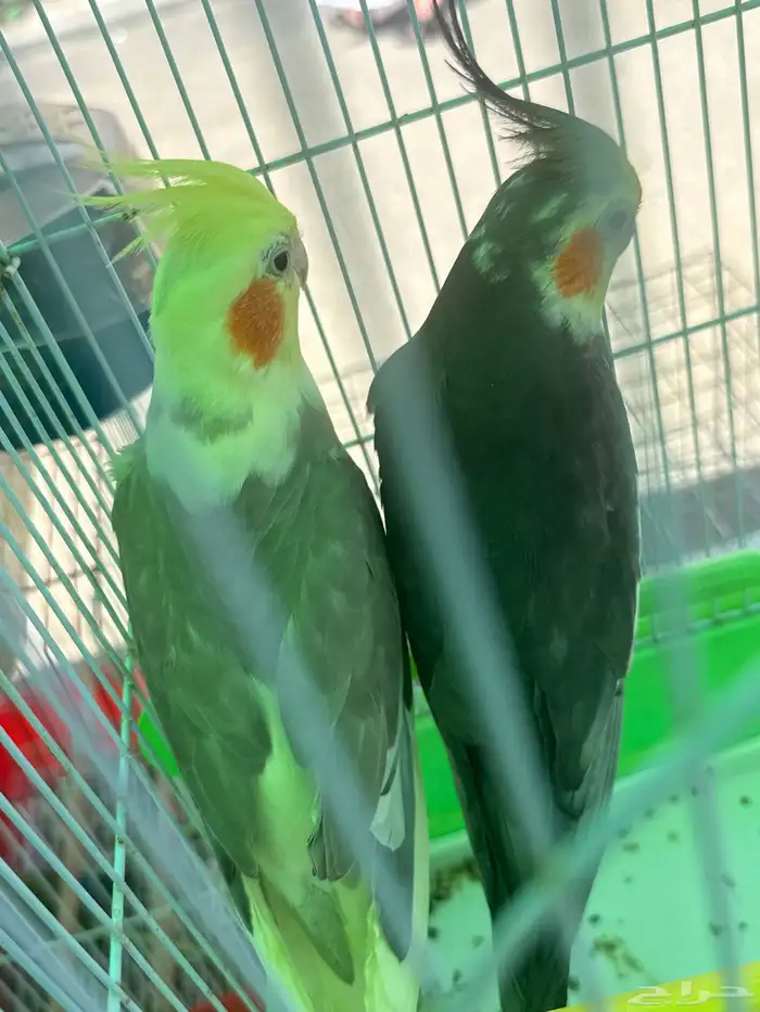 بلجرشي 0