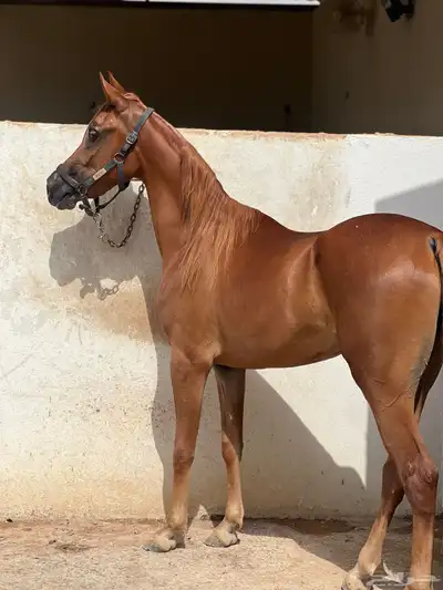 اللبيع مهره واهو بنت كنز الفارس index