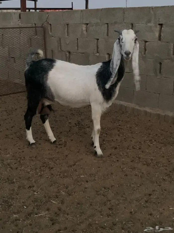 عنز مشروكه 0