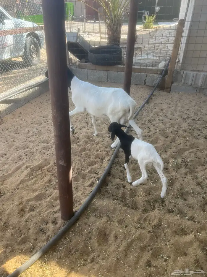 بربريه معها خروف 1