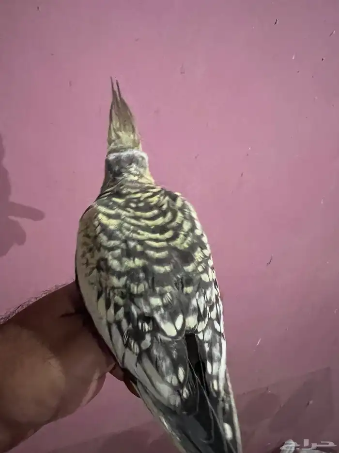 كروان تربيه 5