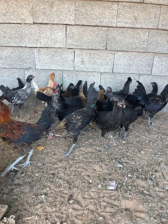 دجاج بشاير وديوك للبيع 2