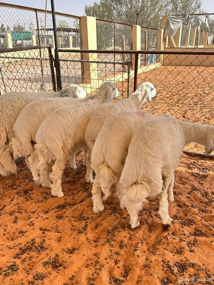 ذبايح بلدي فاخره 1