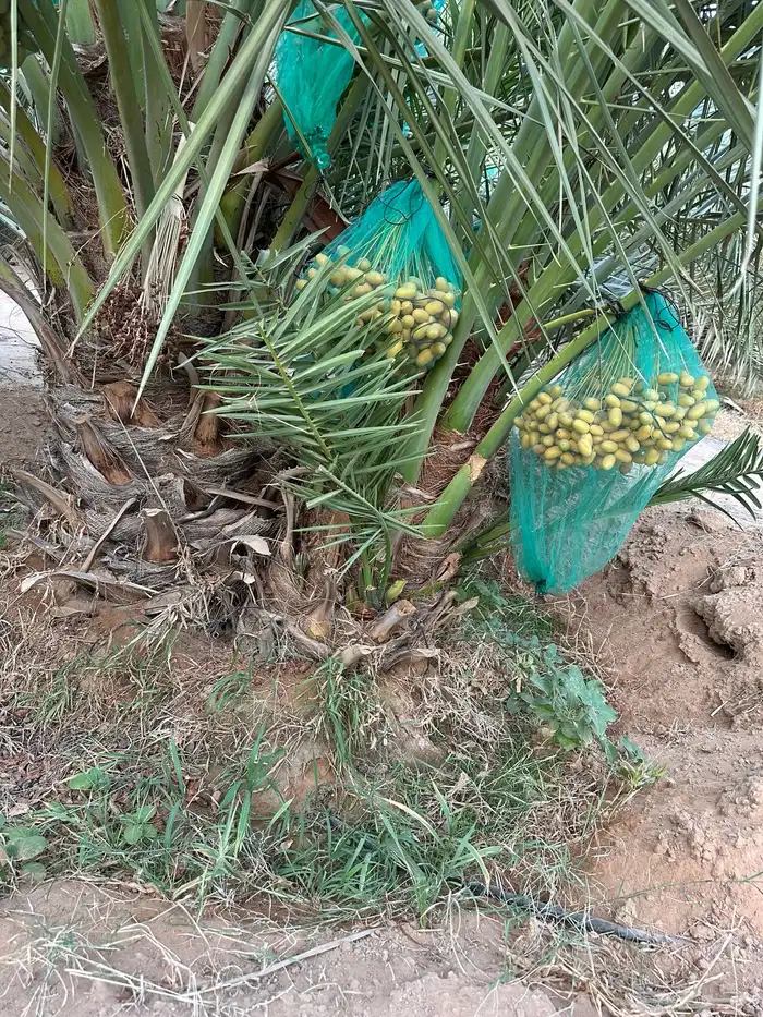نخل مثمر فسائل وقلايع كلها طيبه 5