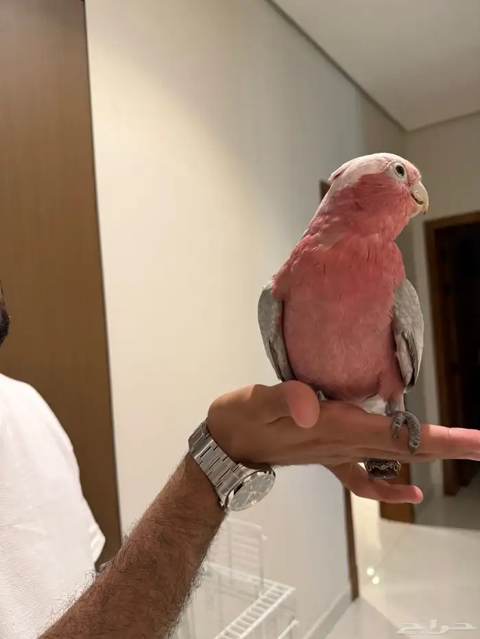 كوكاتو العمر سنه ونصف 1