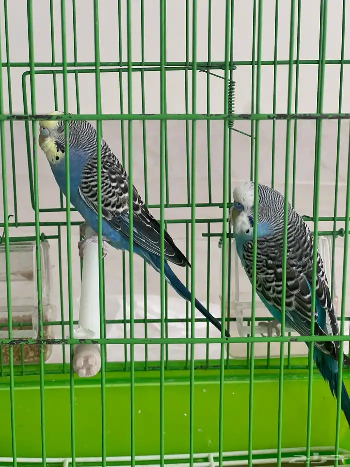 طيور زينه 2