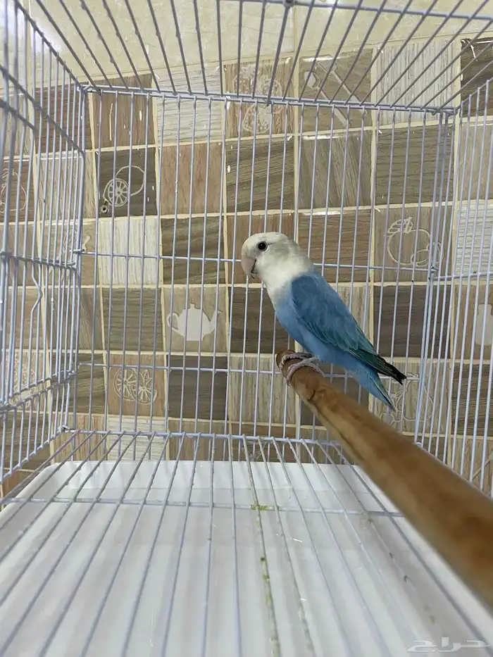 روز للبيع 3