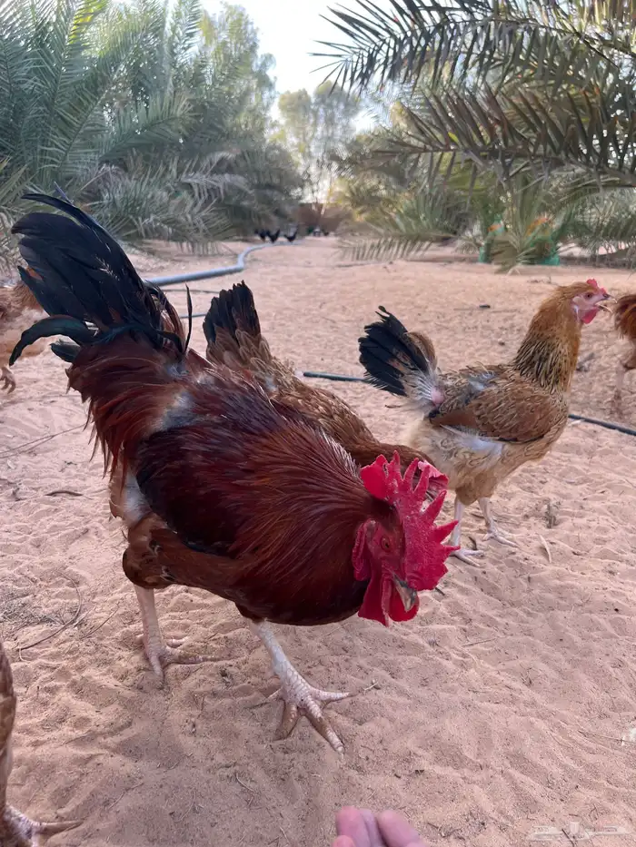 دجاج تركي احمر دجاج بلدي اسود 0