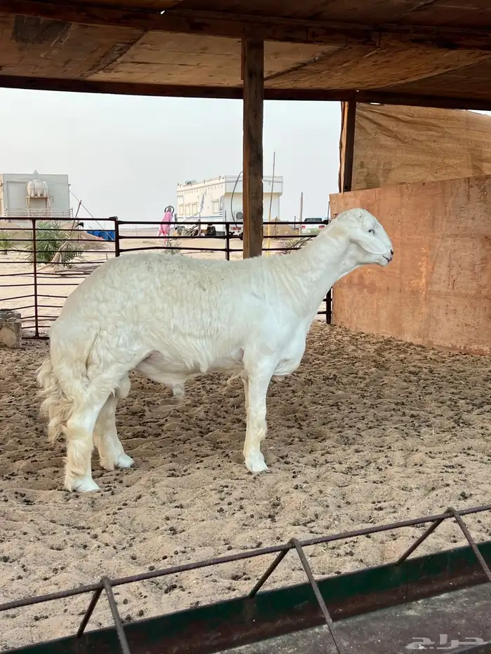 مشروع فحل حري 3