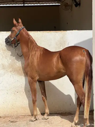 اللبيع مهره واهو بنت كنز الفارس index