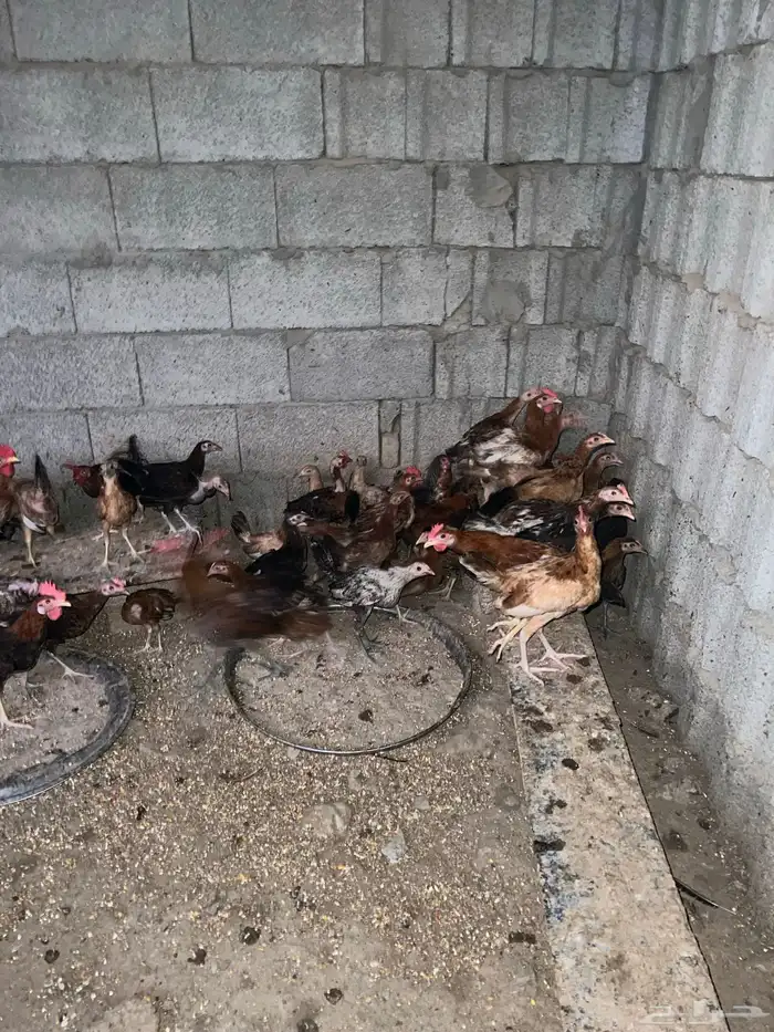 دجاج وصوص بلدي وفيومي كوشن مفتل العداد مفتوح 7