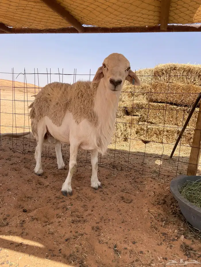 للبيع فحل حري 2