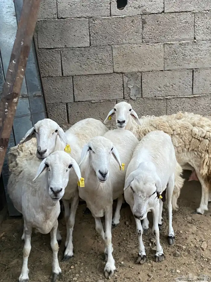 ضان للبيع 4