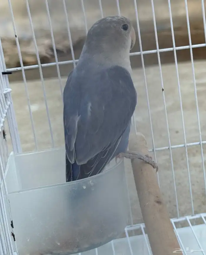 انثى روز 5