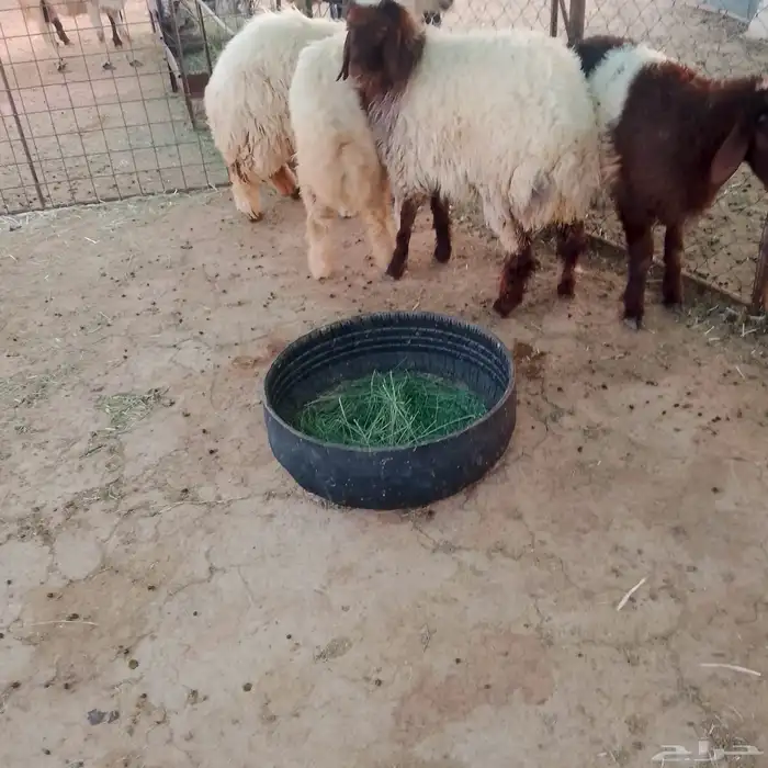 للبيع اربع رخال طيبات 1