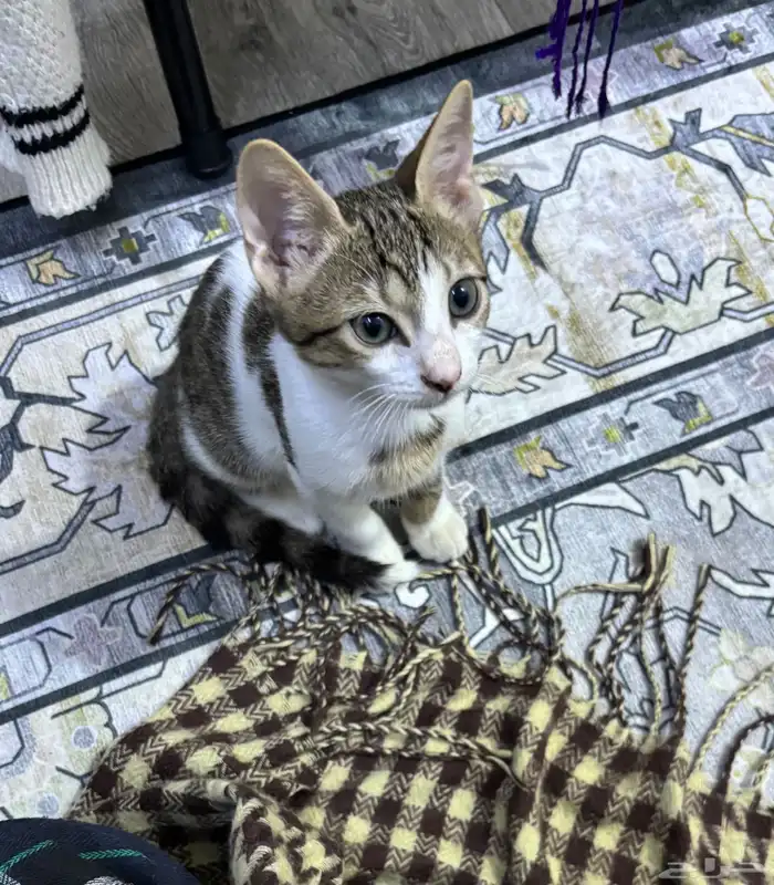 قط عمره ثلاث اشهر للتبني بسكاكا 1