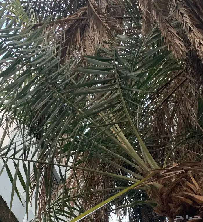 فسيلة نخل عدد 3 0