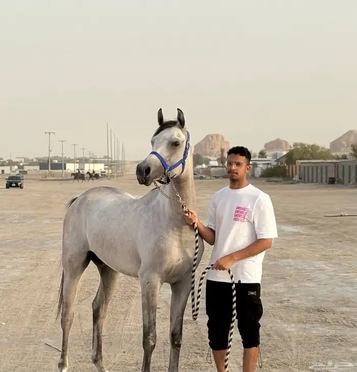 مهر مسجل سليم من كل شي وصحه ممتاز 4