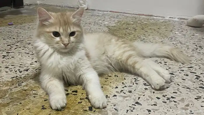 قطط للتبني 3