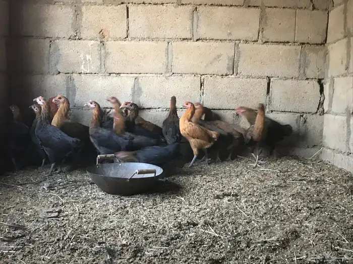 دجاج للبيع 0