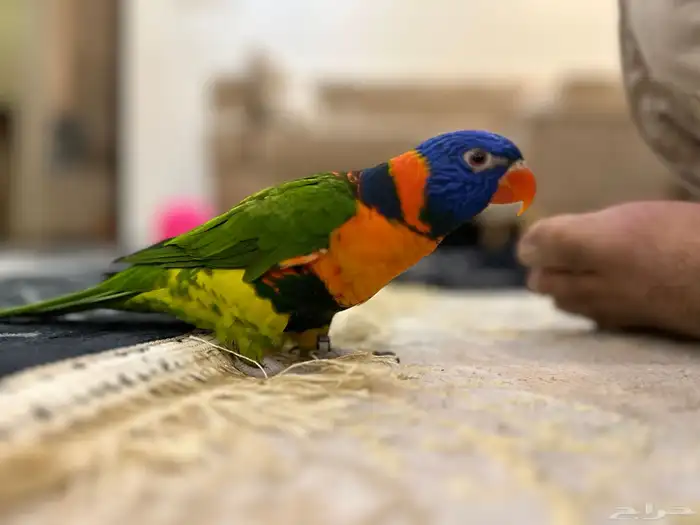 لوري ريد كولارد 2